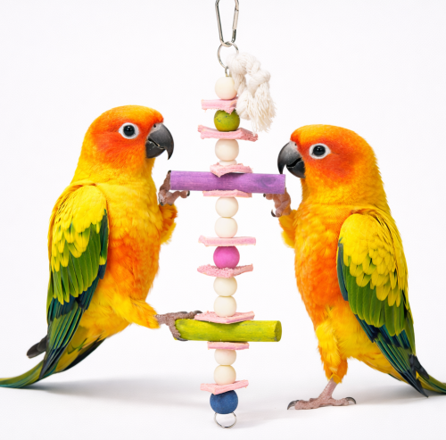 Papouščí Fiesta - Korálkový řetěz 28 cm pro vlnkovanou a nimfu – 28 cm od ParrotPlanet.cz