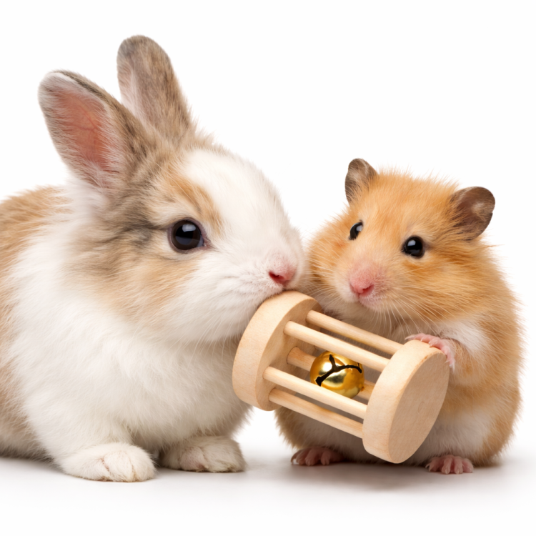 Zvonečková zábava 5 cm – dřevěná hračka se zvonkem pro hlodavce od ParrotPlanet.cz