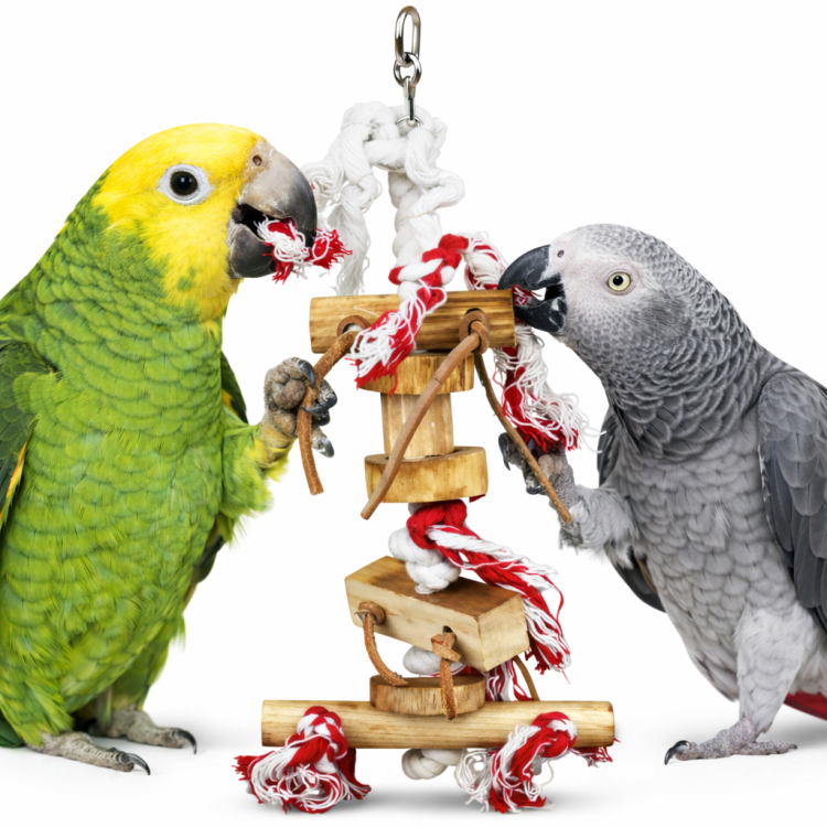 Wspaniała Zabawka - Zabawka dla wszystkich PaPug od ParrotPlanet.pl