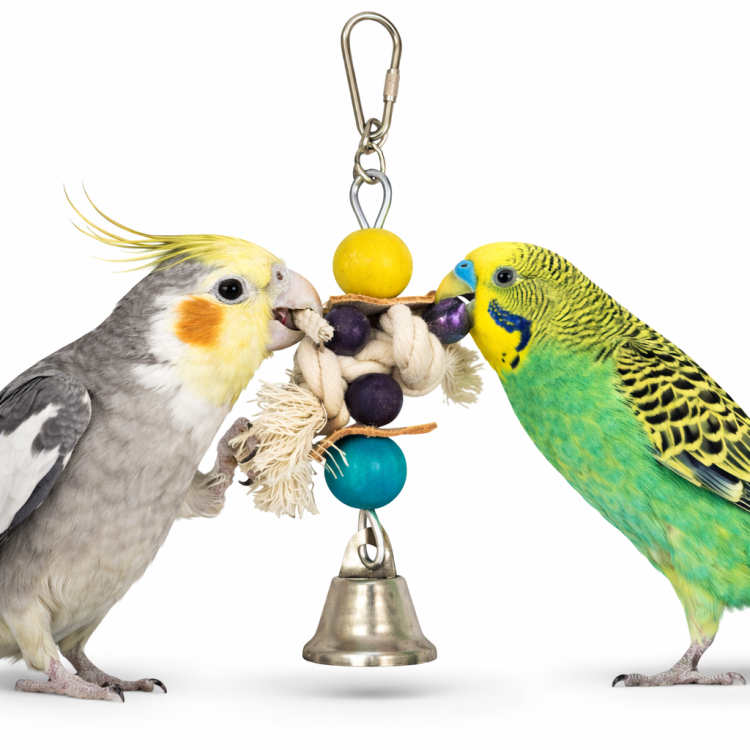 Liliputek - drewniana zabawka dla mniejszych papug od ParrotPlanet.pl