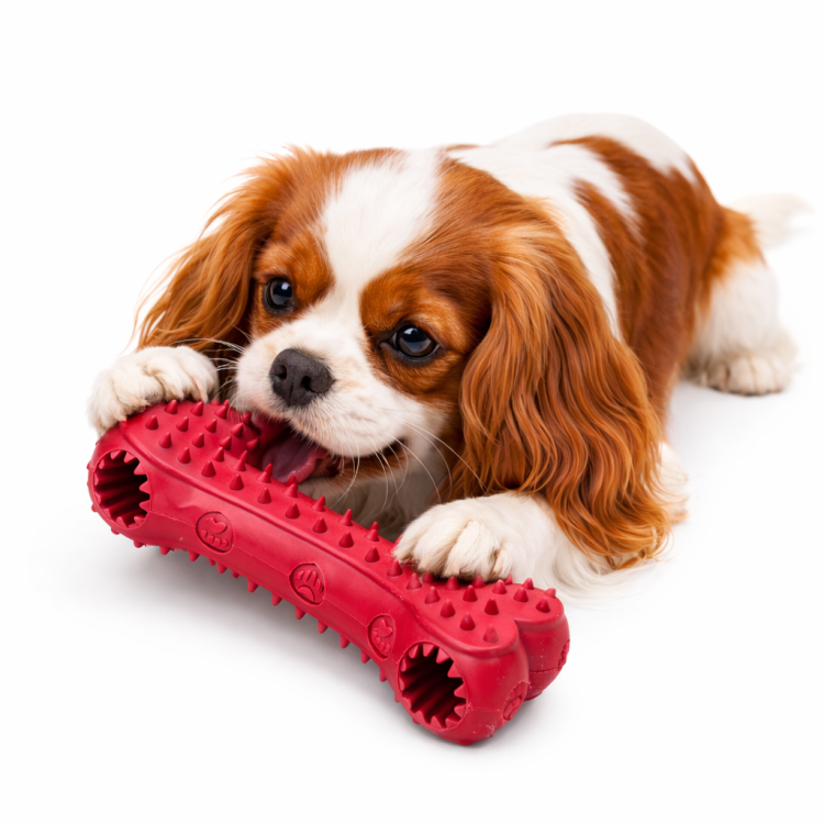 Kost na pamlsky pro psy – červená, 15 cm od ParrotPlanet.cz