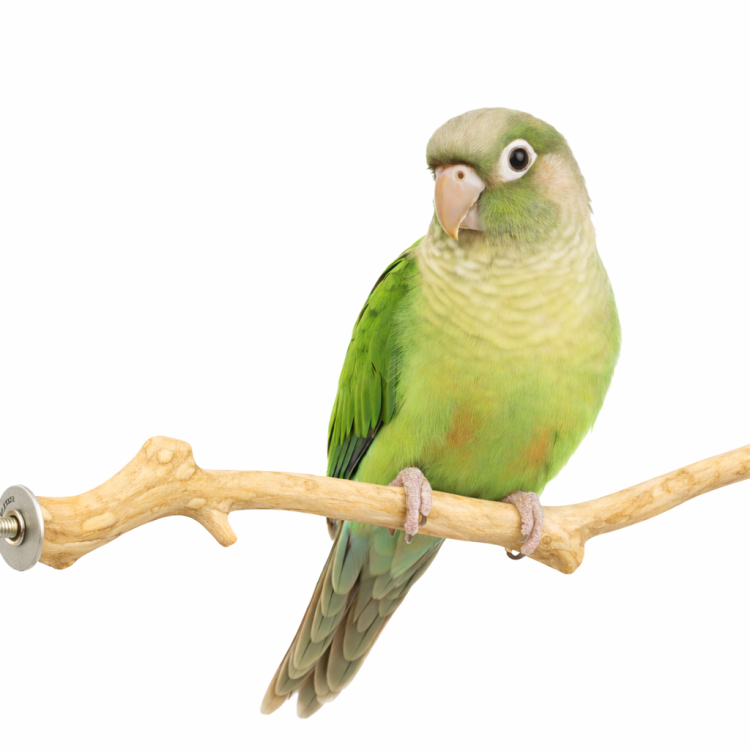 Tyčinka JAVA M – rovná pro střední papoušky od ParrotPlanet.cz