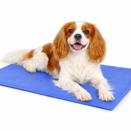 Magická chladicí podložka M 65 × 50 cm pro psy, kočky a další domácí zvířata.cz