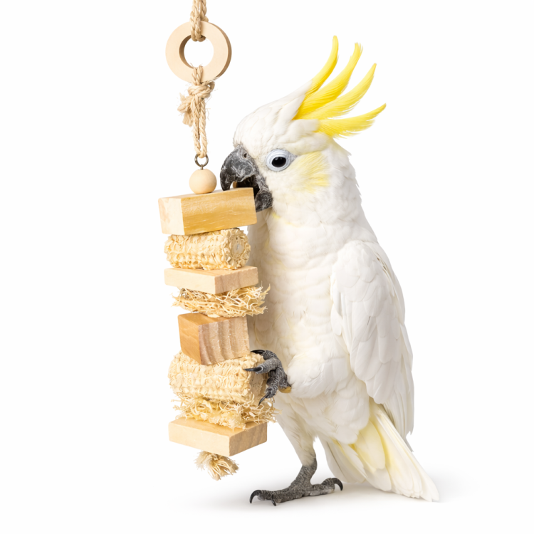 Veselá baňka  – hračka pro všechny papoušky od ParrotPlanet.cz