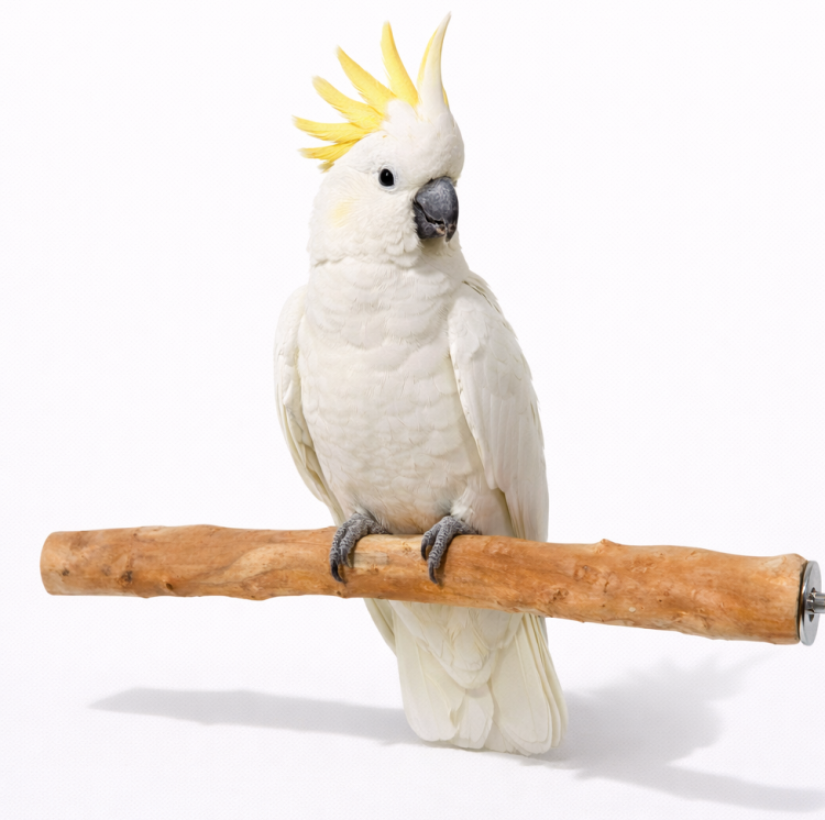 Tyč vyrobená z rododendronu – přírodní tyč pro střední a velké papoušky od ParrotPlanet.cz