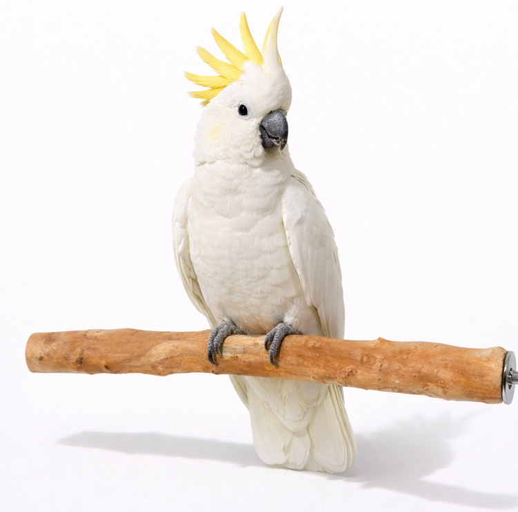 Tyč vyrobená z rododendronu – přírodní tyč pro střední a velké papoušky od ParrotPlanet.cz