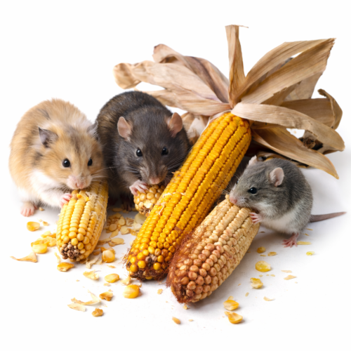 Kukuřice na klacíku – křupavá sušená kukuřice pro hlodavce (250 g) od ParrotPlanet.cz