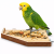 Stoleček pro papoušky velikost M/L 28 cm od ParrotPlanet.cz