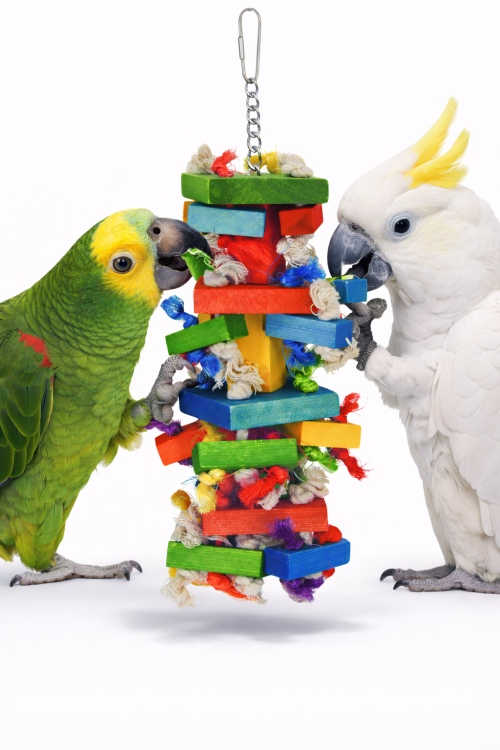 Smash Me ! – Hračka pro papoušky s uzly a barevnými kostkami   od ParrotPlanet.cz