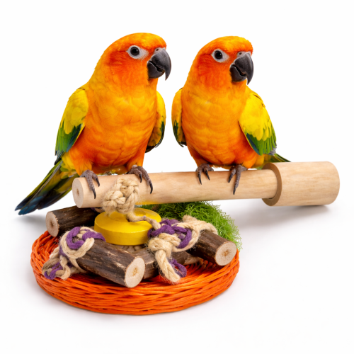 Java perch with toys S - A unique piece of nature for small and medium-sized parrots  od ParrotPlanet.cz