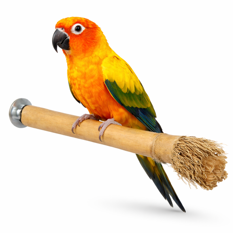 Bambusová tyč „S“ – hračka pro malé papoušky od ParrotPlanet.cz