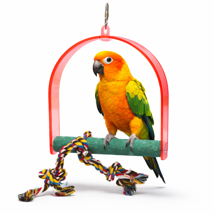 Small Swing | Houpačka 3v1 pro malé papoušky  od ParrotPlanet.cz