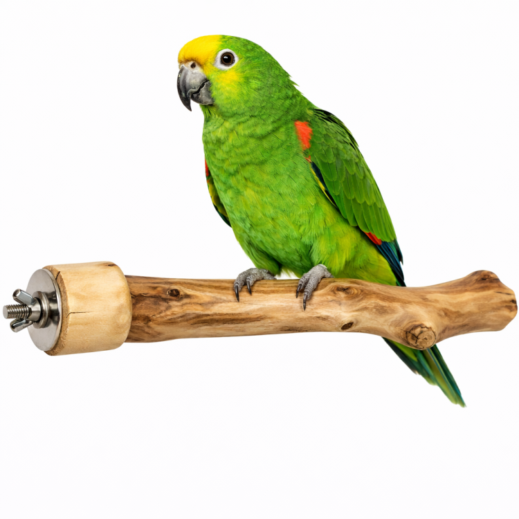 Tyč Java 25 cm - Přírodní a odolné hřiště pro střední a malé papoušky od ParrotPlanet.cz