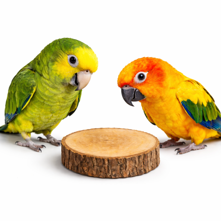 Kousek březového dřeva na hračku nebo DIY hračky pro papoušky, průměr 4-6 cm od ParrotPlanet.cz