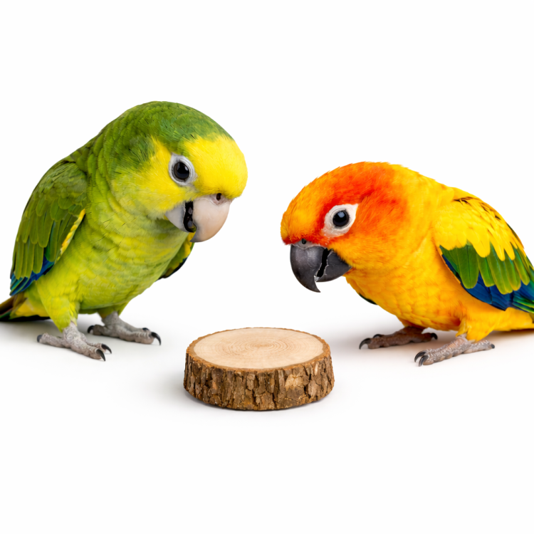 Dřevěná hrudka pro papoušky - Průměr 1-3 cm - Zábava a DIY pro všechny papoušky od ParrotPlanet.cz