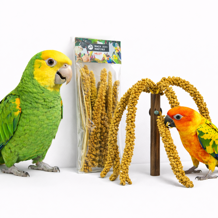 Žluté proso v kytici od Back Zoo Nature | Kytice žlutého prosa v klasech | Lahůdka pro všechny papoušky 150 g od ParrotPlanet.cz