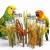 Back Zoo Nature – Kytice červeného prosa pro papoušky 150 g od ParrotPlanet.cz