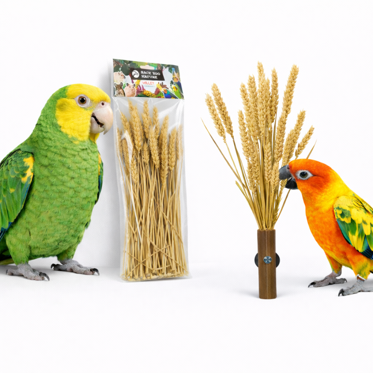 Pšeničné klasy v kytici od Back Zoo Nature | Kytice pšenice | Lahůdka pro všechny papoušky 50 g  od ParrotPlanet.cz