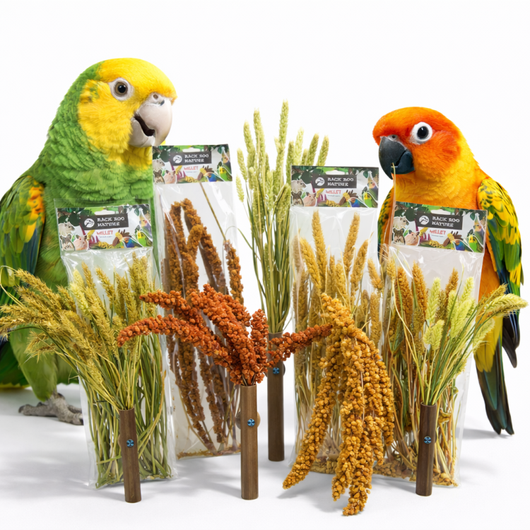 Italské proso v buketu od Back Zoo Nature | Obilný buket Setaria | pro všechny papoušky 50 g od ParrotPlanet.cz