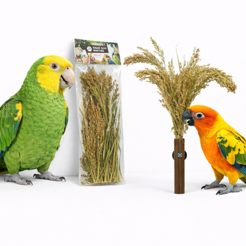 Panicum v buketu od Back Zoo Nature - | Buket prosa | pro všechny papoušky 40 g  od ParrotPlanet.cz