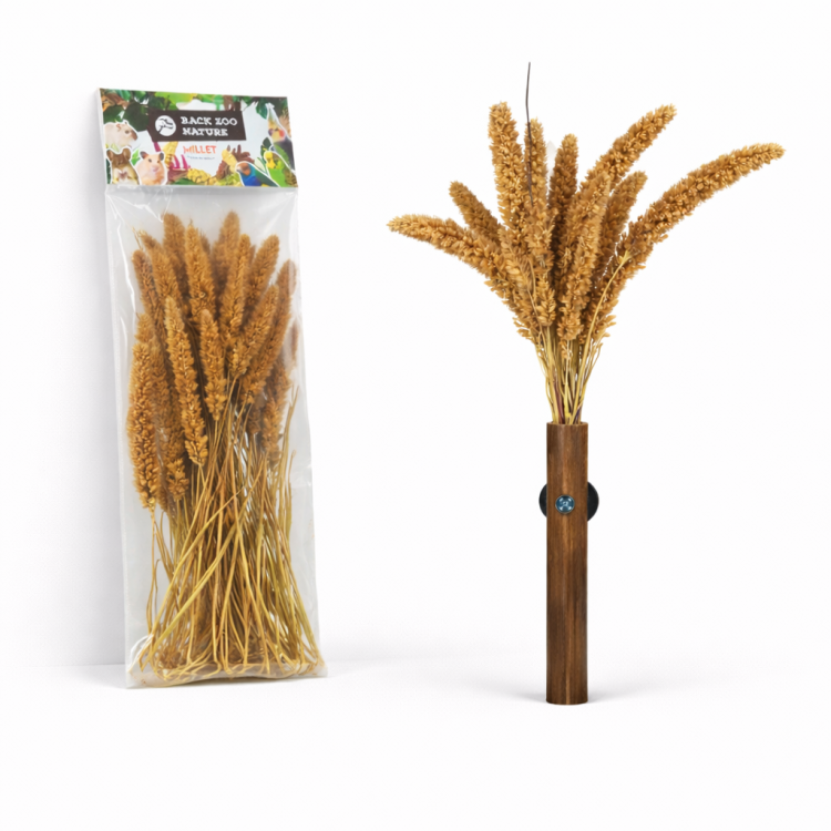 Italské proso v buketu od Back Zoo Nature | Obilný buket Setaria | pro všechny papoušky 50 g od ParrotPlanet.cz
