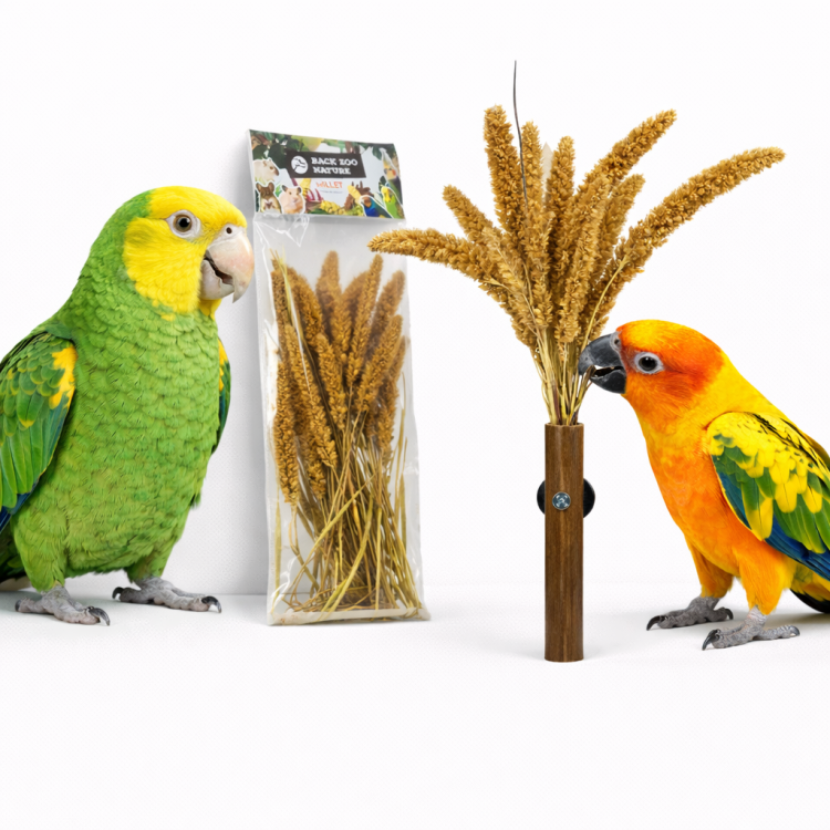 Italské proso v buketu od Back Zoo Nature | Obilný buket Setaria | pro všechny papoušky 50 g od ParrotPlanet.cz