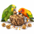 Miseczka Discovery Bowl - naturalna miska dla wszystkich papug  od ParrotPlanet.pl