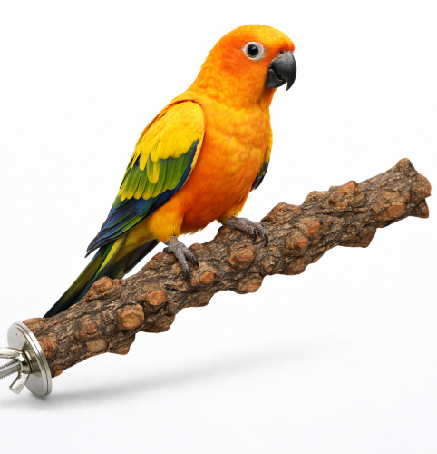 Żerdź z drewna pieprzowego M dla średnich papug rozm. 25cm x 2,5 cm od ParrotPlanet.pl