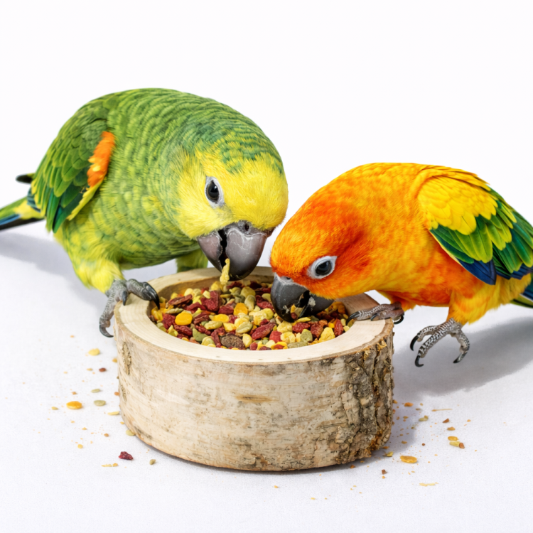 JR FARM Ovocná dřevěná miska k zobání s banánem, ananasem, meruňkou a červenou řepou pro papoušky 120 g od ParrotPlanet.cz