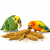 JR FARM Spray Millet Yellow – žluté proso v klasech 250 g  od ParrotPlanet.cz