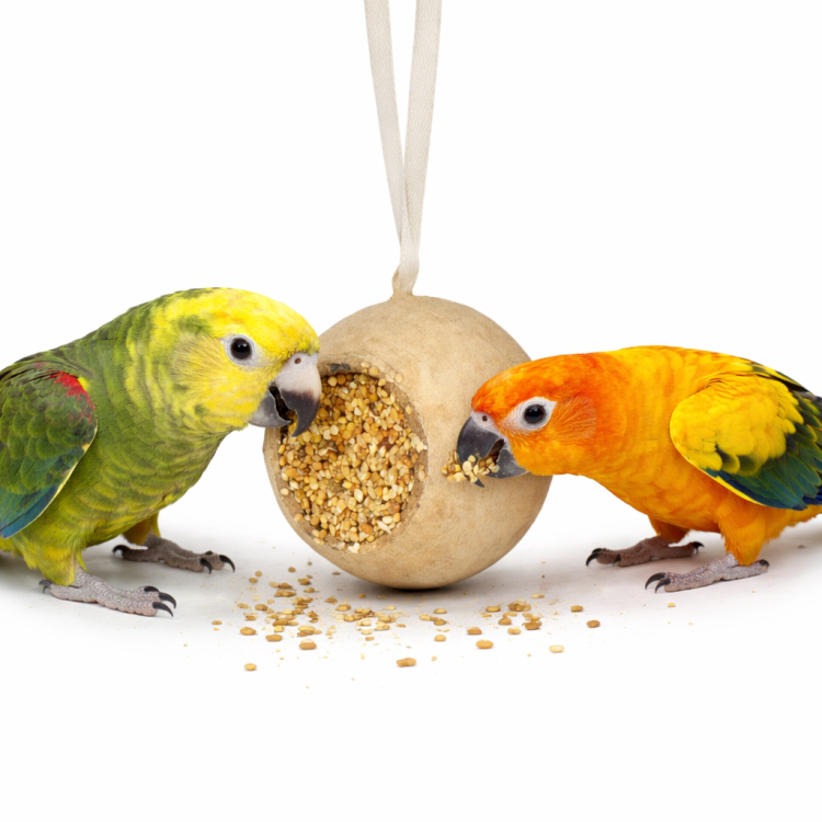 JR FARM Maková kapsle s pochoutkami – pro zábavu a křupání pro všechny papoušky 75 g od ParrotPlanet.cz