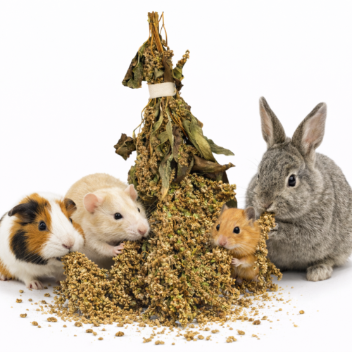 JR FARM Amarant v klasech 30 g | Přírodní pochoutka pro hlodavce k žerování ParrotPlanet.cz