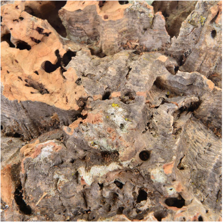 Přírodní tyč z kůry korkového dubu – velikost S pro malé a střední papoušky od ParrotPlanet.cz