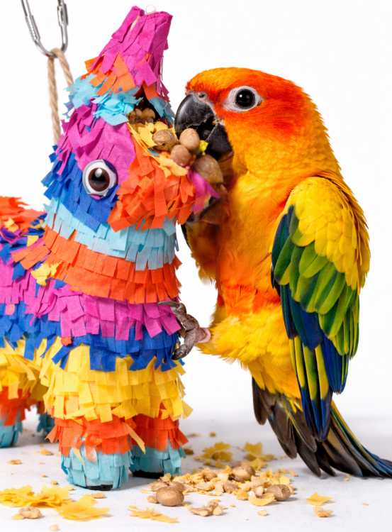 Lama Piniata – hračka pro malé a střední papoušky  od ParrotPlanet.cz