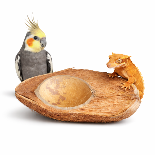Přírodní polovina kokosu se skořápkou | Přírodní miska a dekorativní prvek pro papoušky a plazy od ParrotPlanet.cz