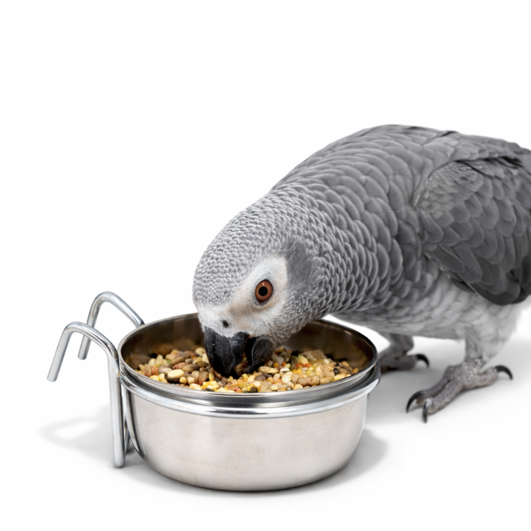 Zolux závěsná miska z nerezové oceli 0,56 l | miska do klece pro zvířata od ParrotPlanet.cz