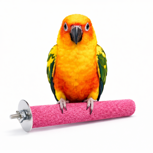 Żerdź pumeksowa dla papug 15 cm | Żerdź z naturalnego pumeksu do ścierania pazurów i dzioba od ParrotPlanet.pl