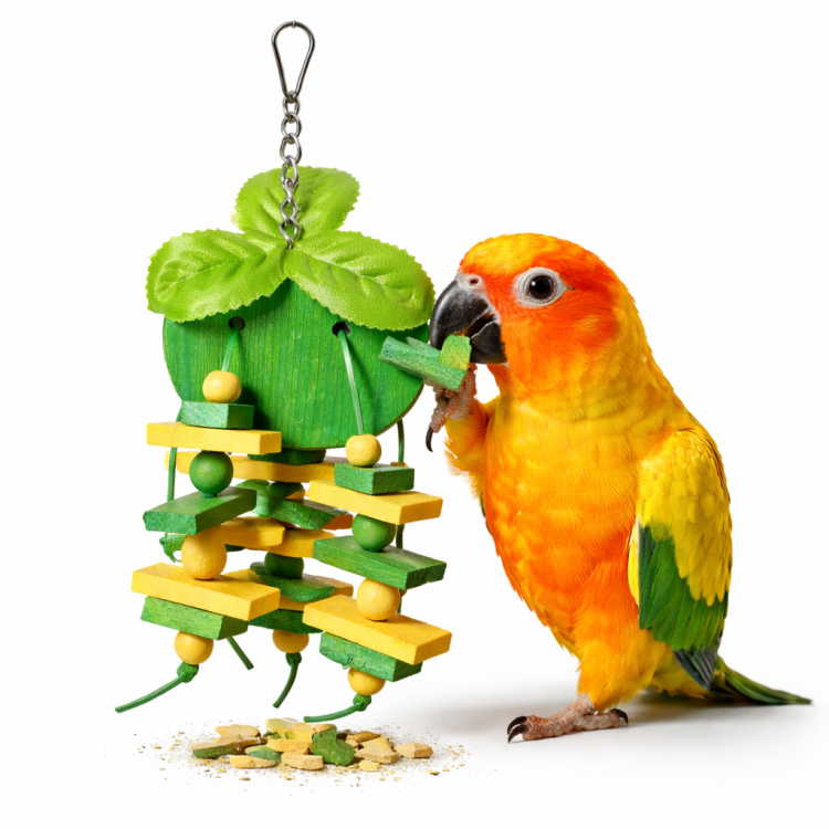 Soczyste Jabłuszko - zabawka drewniana dla wszystkich papug od ParrotPlanet.pl