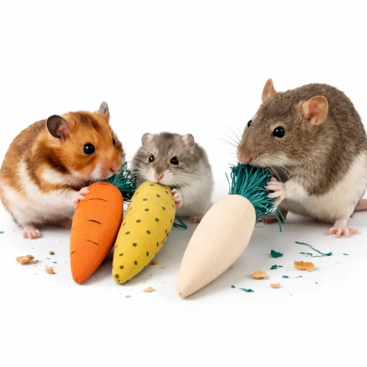 Zestaw gryzaków naturalnych 3 szt. 10 cm – gryzaki dla gryzoni i królików od ParrotPlanet.pl