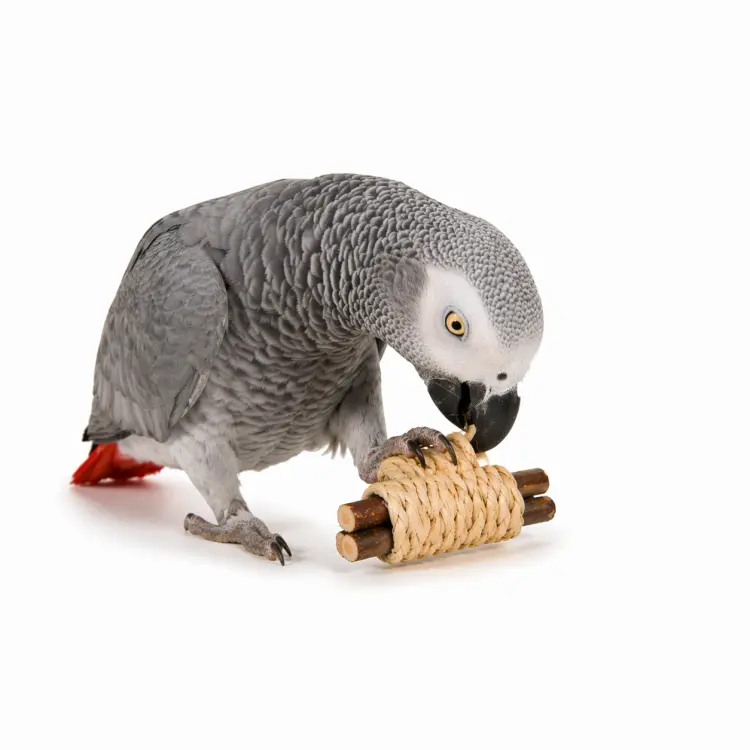 Zabawka do łapki dla papug drewno i trawa morska 15 x 3 cm – gryzienie manipulacja ścieranie dzioba od ParrotPlanet.pl