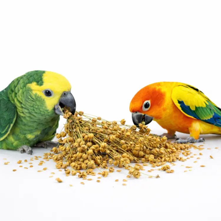 JR FARM Len v klasech k chroupání pro všechny papoušky 30 g od ParrotPlanet.cz