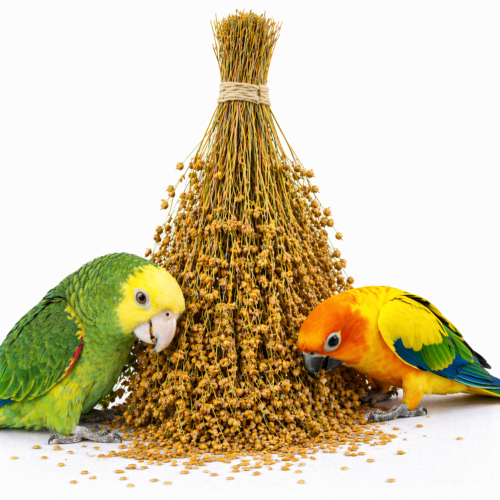 Tivo Len w kłosach do chrupania dla wszystkich papug 80g od ParrotPlanet.pl