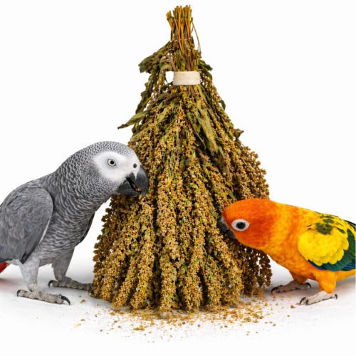 Tivo Amarantus w kłosach do chrupania dla wszystkich papug 80g od ParrotPlanet.pl