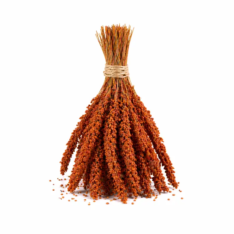 TIVO Spray Millet Red 150 g – červené proso v klasech pro papoušky a exotické ptactvo ParrotPlanet.cz