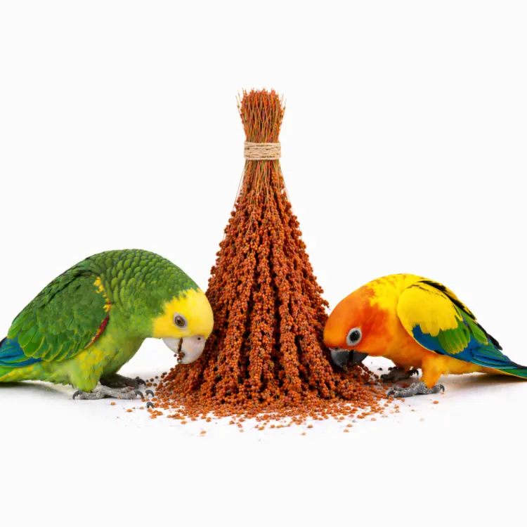 TIVO Spray Millet Red 150 g – červené proso v klasech pro papoušky a exotické ptactvo ParrotPlanet.cz