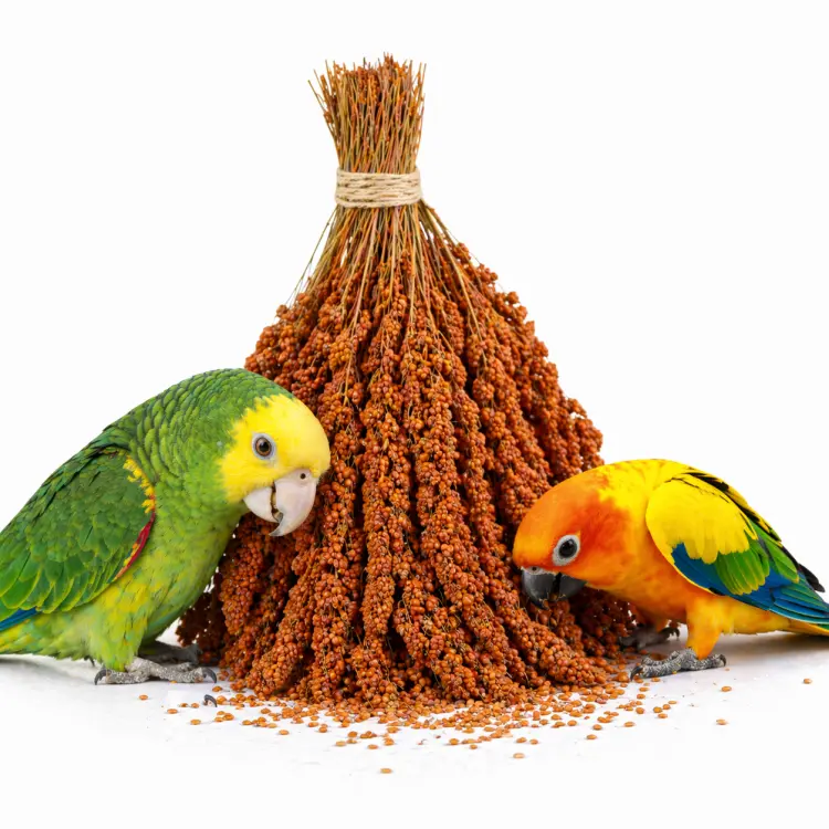TIVO Spray Millet red- proso czerwone w kłosach 500g od ParrotPlanet.pl