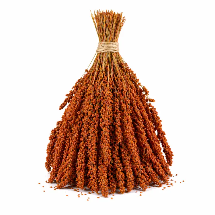 TIVO Spray Millet Red 500 g – červené proso v klasech pro papoušky a exotické ptactvo od ParrotPlanet.cz