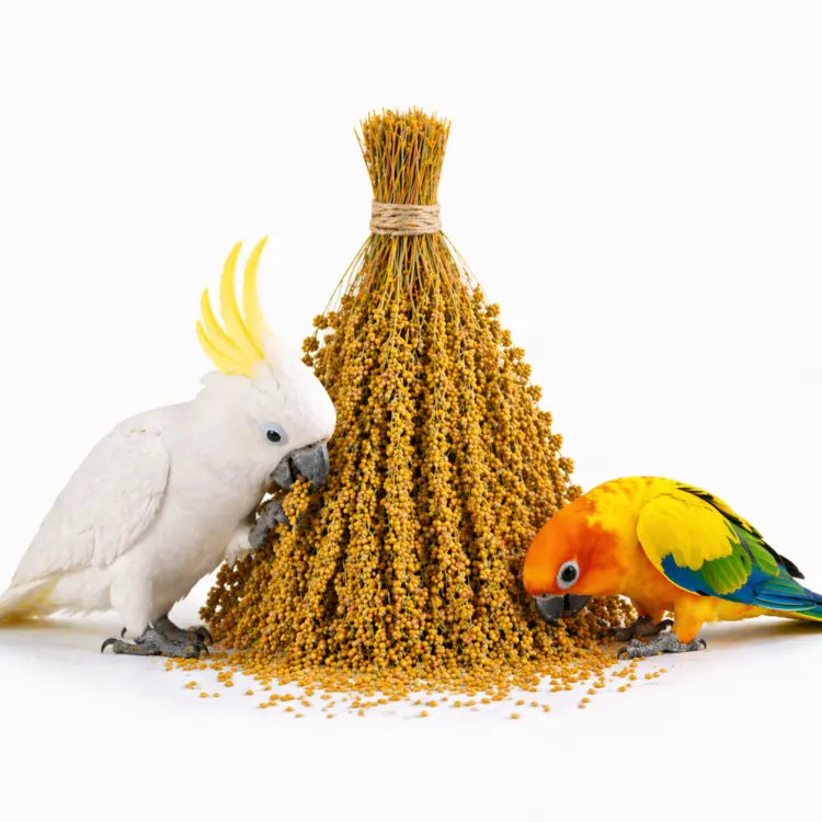 TIVO Spray Millet Yellow 500 g – žluté proso v klasech pro papoušky a exotické ptactvo  od ParrotPlanet.cz