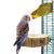 Kulatý dřevěný stolek pro papoušky S/M – průměr 10 cm ParrotPlanet.cz