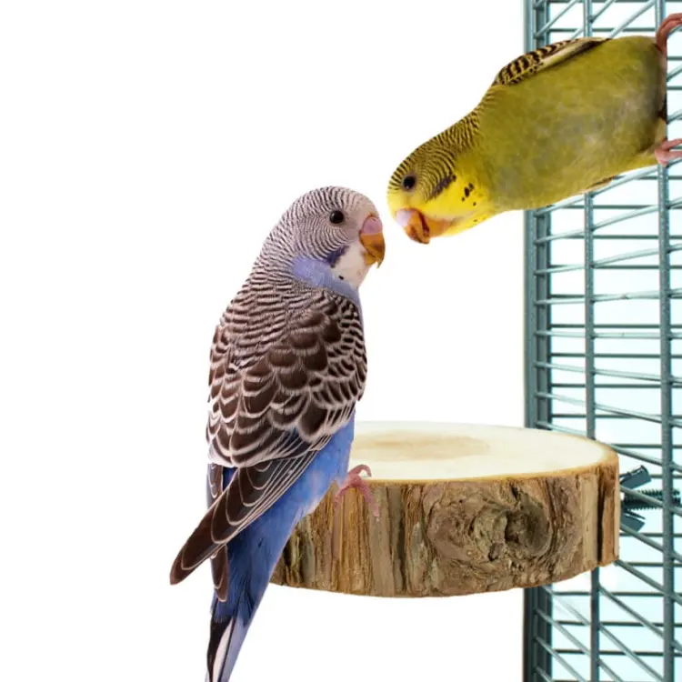 Kulatý dřevěný stolek pro papoušky S/M – průměr 10 cm ParrotPlanet.cz